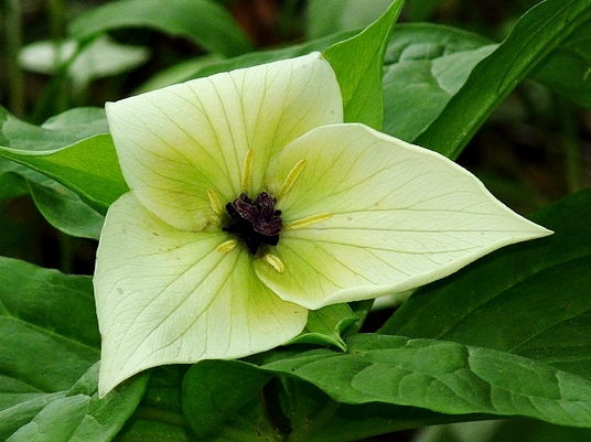 {Trillium simile}